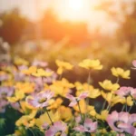 Flower that blooms in late winter nyt