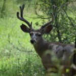 mygreenbucks kenneth jones