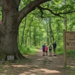ohio champion trees delaware county usd lewis center