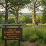 list of champion trees ohio state ohio champion tree program